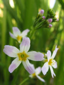 Water Violets