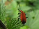Cardinal Beetle