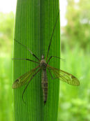 Crane Fly