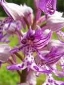 Military Orchid