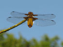 Broad Bodied Chaser