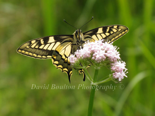 Butterflies & Insects