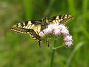 Butterflies & Insects