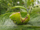 Puss moth caterpillar