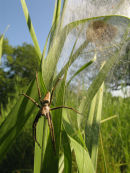 Spider and web