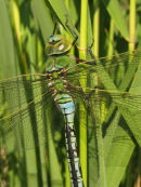 Emperor Dragonfly