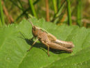 Grasshopper