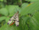 Scorpian Fly