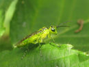 Green bug!