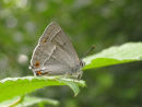 Purple Hairstreak butterfly
