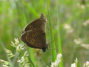 Ringlet butterflies mating