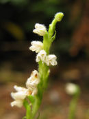Creeping Lady's-Tresses Orchid