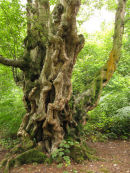 Birch tree