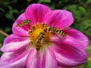 Hoverflies attracted to Dahlia