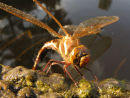 Brown Hawker