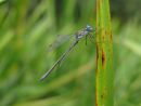 Scarce Emerald Damselfly