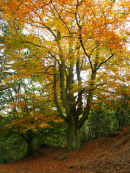 Beech tree