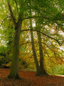 Beech trees