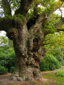 Ancient Oak