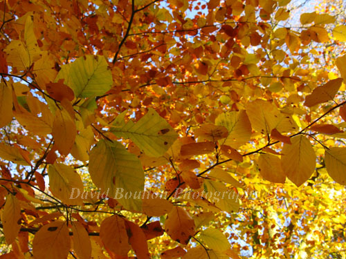Autumn
