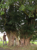 Ancient Yew tree