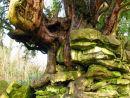 Yew tree growing out of rocks!