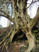 Yew tree