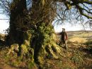Huge Beech tree