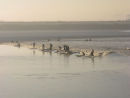 Surfers surfing The Severn Bore