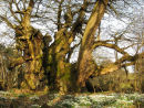 The Oldest Sweet Chestnut