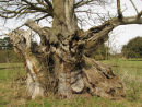 Ancient Oak