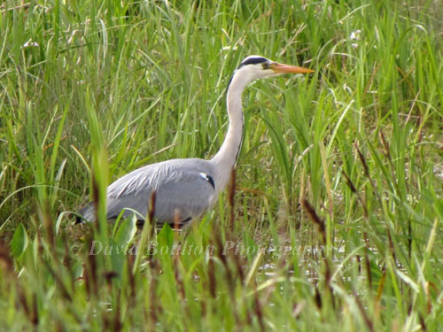 Grey Heron