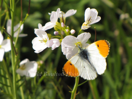 Orange Tip butterfly