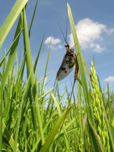 Mayfly