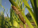 Emperor Exuvia