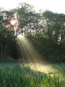 Shafts of morning light