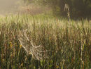 Spiders webs and morning dew