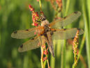 Four Spot Chaser covered in dew