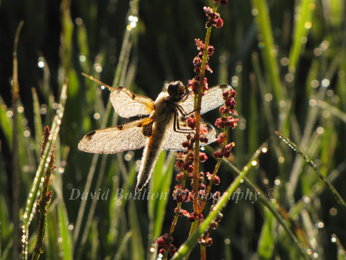 Images of Summer