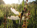 Four Spot Chaser covered in dew