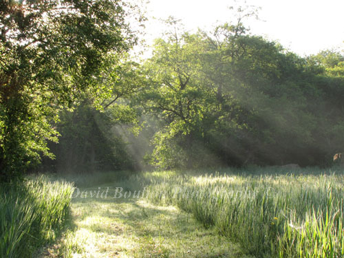 Morning mist