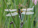 Four Spot Chaser covered in dew