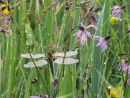 Dragonfly and wild flowers