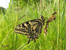 Swallowtail butterfly