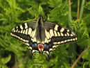 Swallowtail butterfly