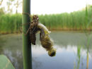 Darter dragonfly emerging