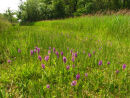 Marsh Orchids