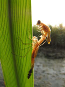 Damselfly emerging