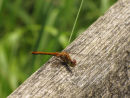 Darter dragonfly