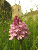 Pyramidal orchid